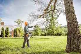 Best Hedge Trimming  in Medford, MN