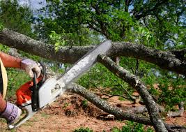 Best Tree Health Inspection  in Medford, MN