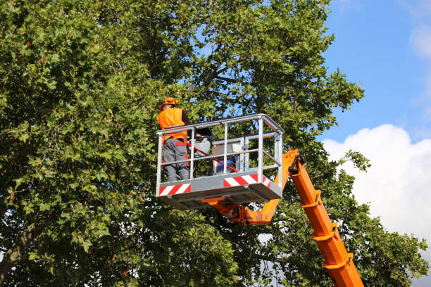 Best Tree Maintenance Programs  in Medford, MN