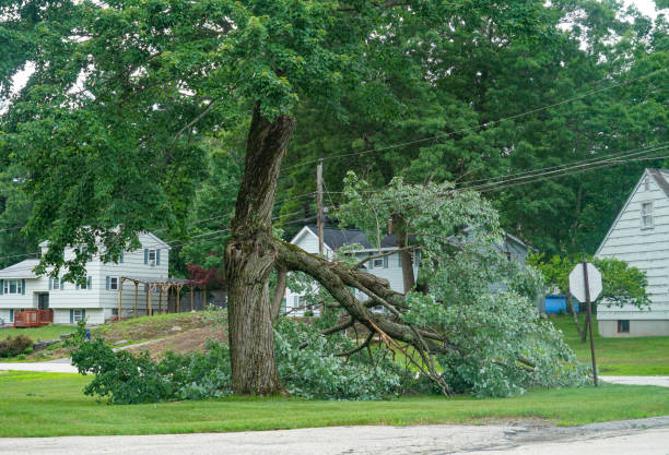 Best Tree Trimming and Pruning  in Medford, MN