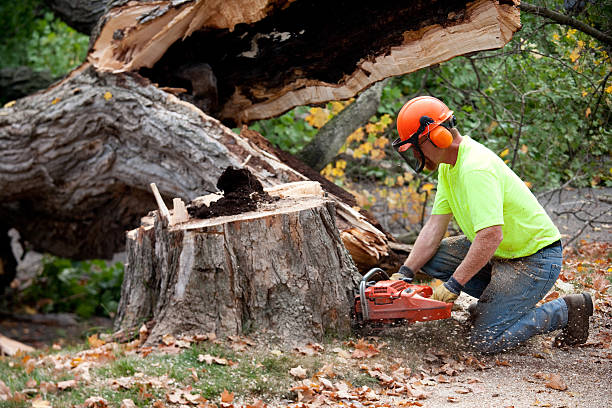 Best Seasonal Cleanup (Spring/Fall)  in Medford, MN