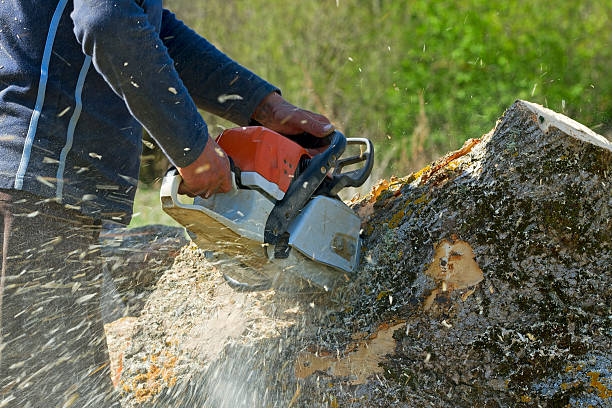 Best Arborist Consultation Services  in Medford, MN