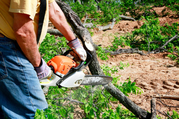 Best Stump Grinding and Removal  in Medford, MN